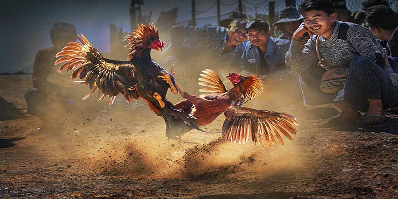 god55 chơi bắn cá đổi thưởng