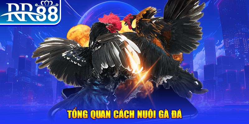 god55 VA Điện Tử