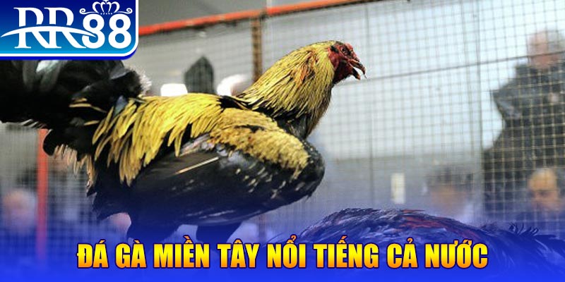 god55 JILI Game Bài 3d